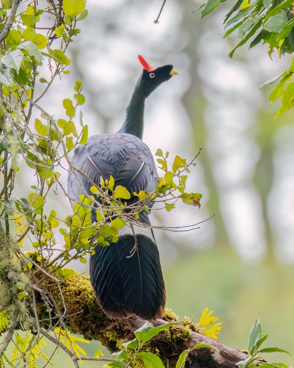 Horned Guan - ML641469496