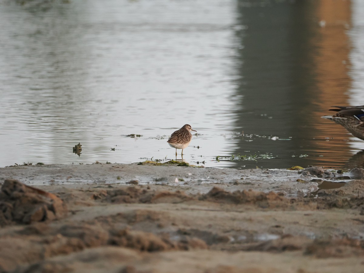 Шугуйн хөгчүү - ML641469501