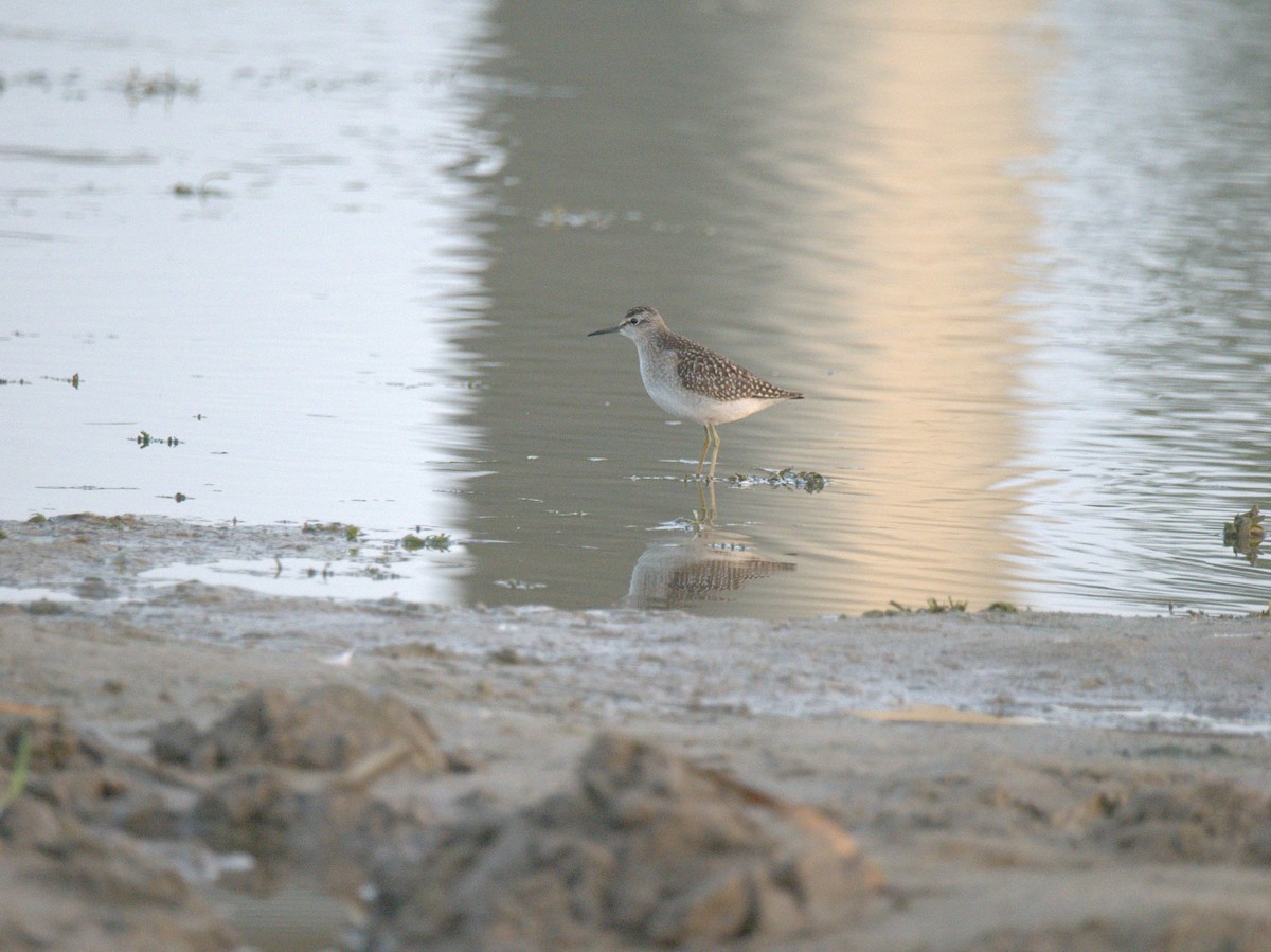 Шугуйн хөгчүү - ML641469503