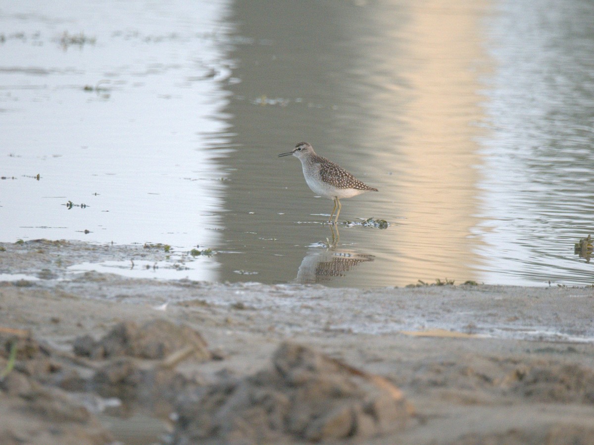 Шугуйн хөгчүү - ML641469504