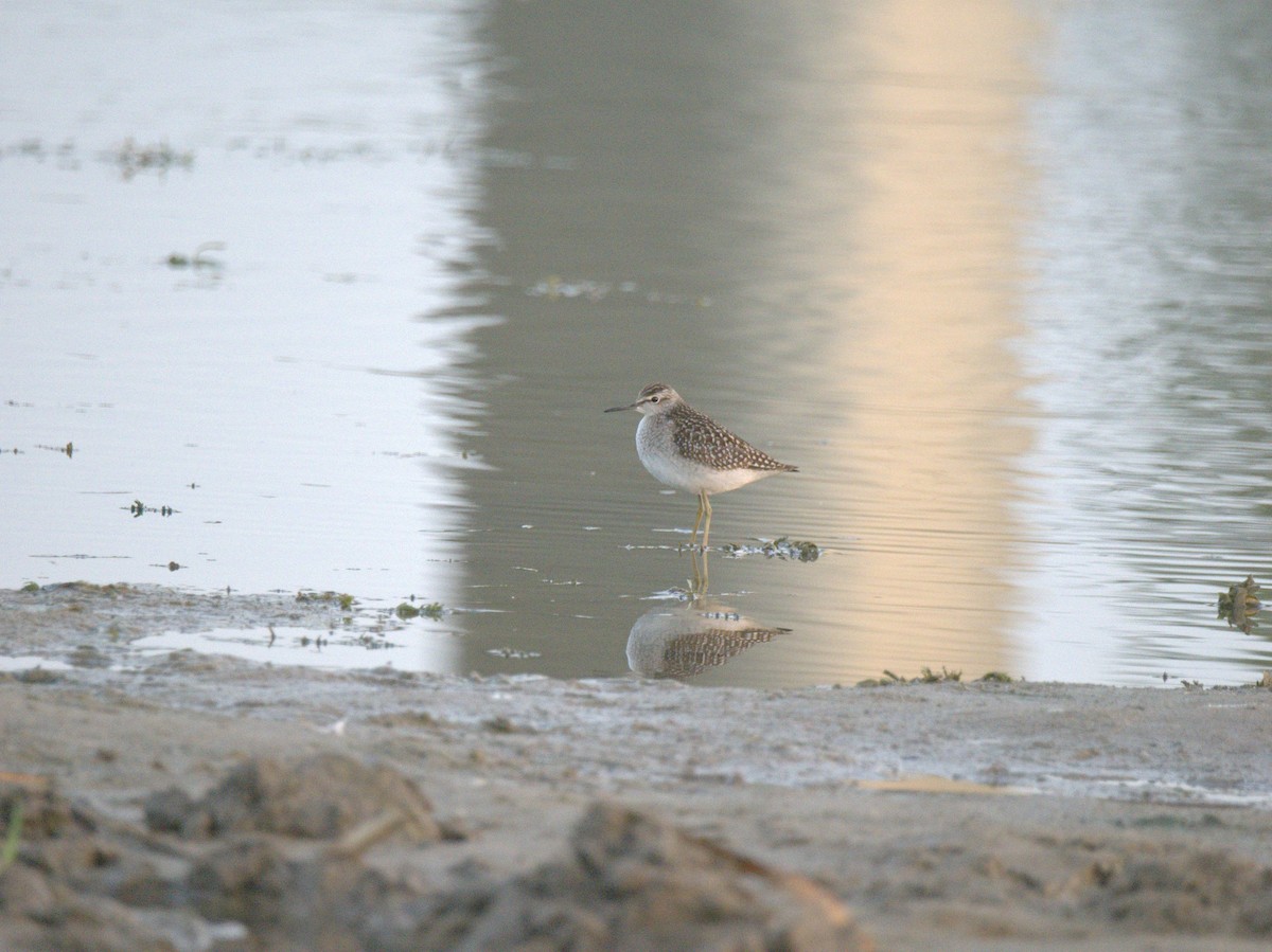 Шугуйн хөгчүү - ML641469505