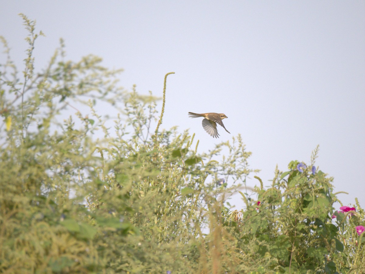 Ухаа дунхай - ML641469526