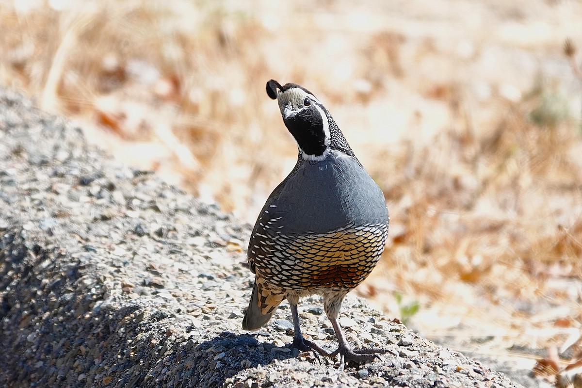 California Quail - ML641469558