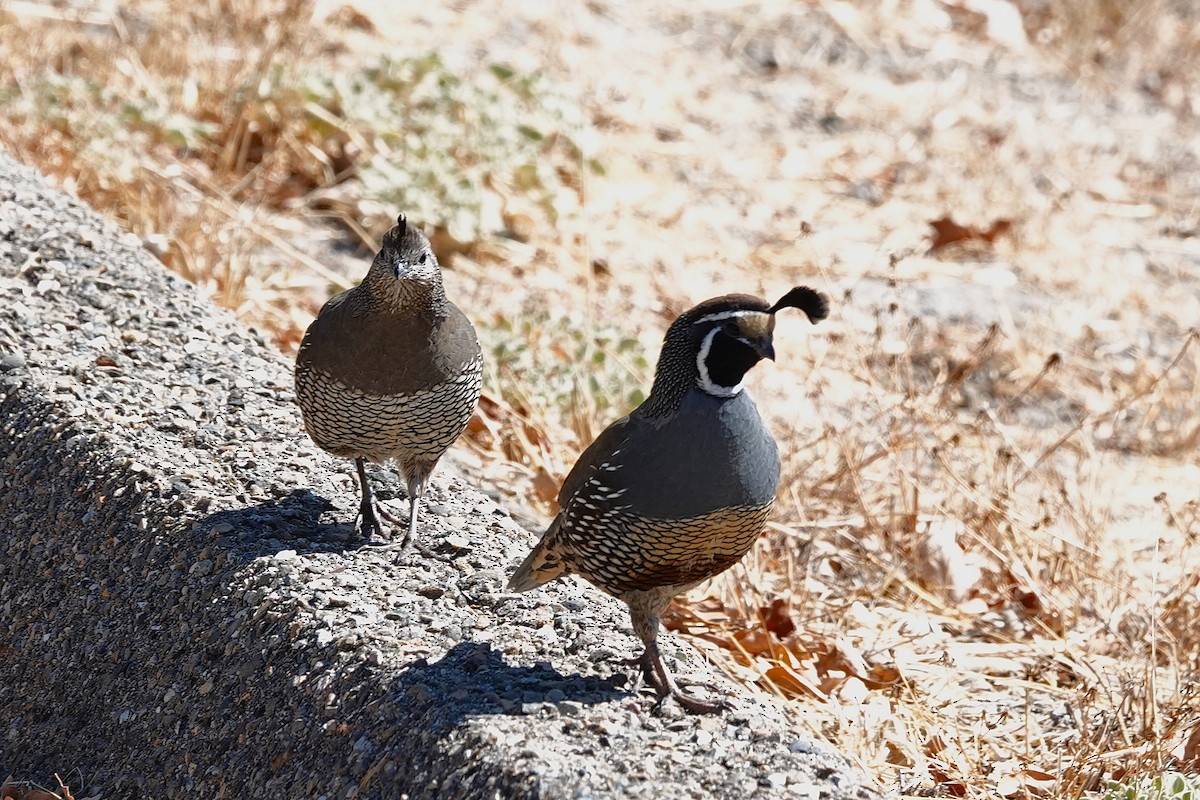 California Quail - ML641469559