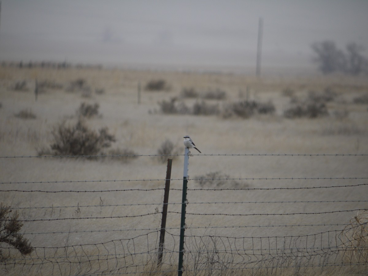 Alcaudón Boreal - ML641469563