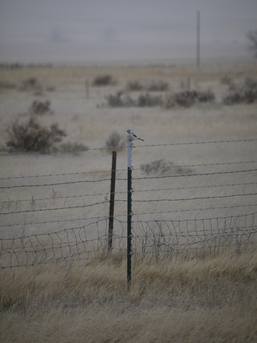 Alcaudón Boreal - ML641469564