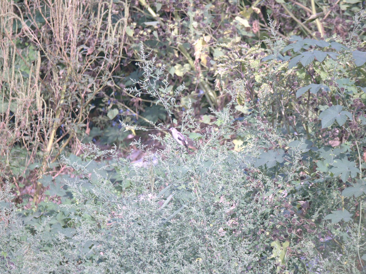 Хурган тодол - ML641469565