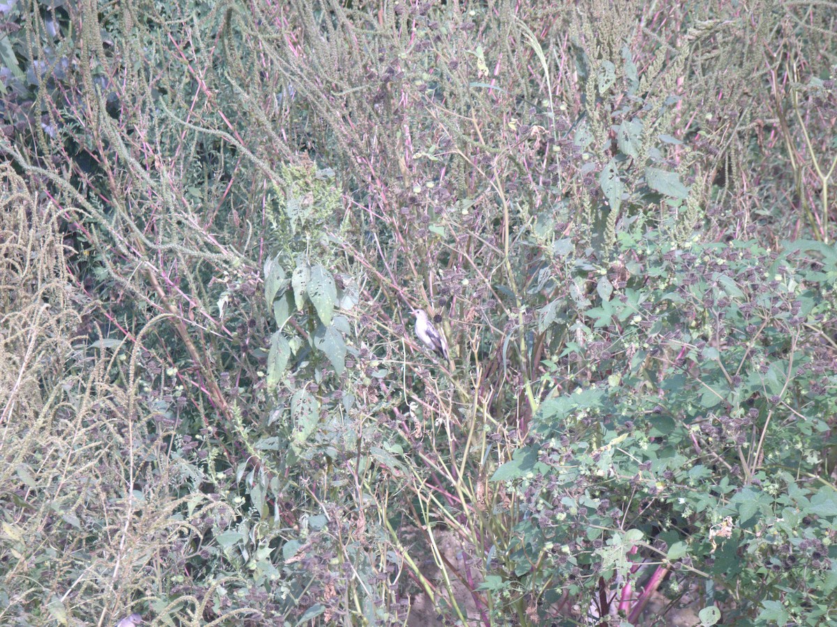 Хурган тодол - ML641469566