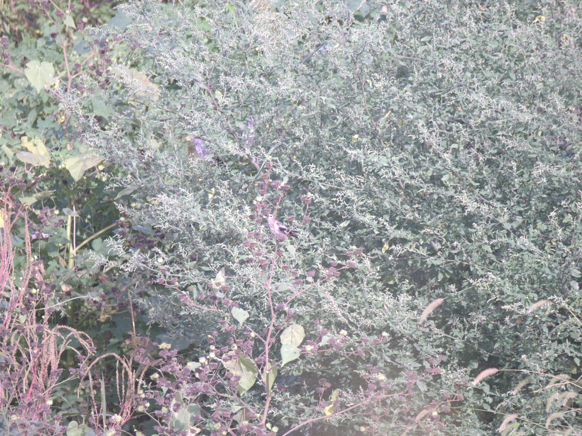 Хурган тодол - ML641469567