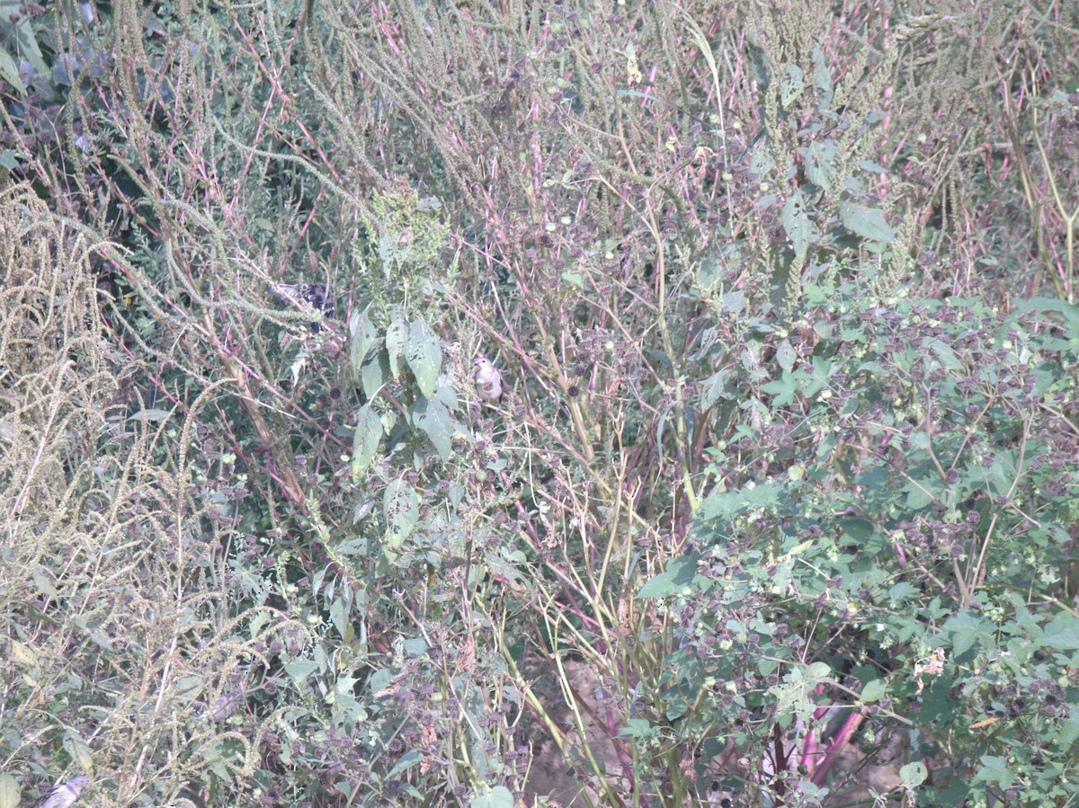 Хурган тодол - ML641469568