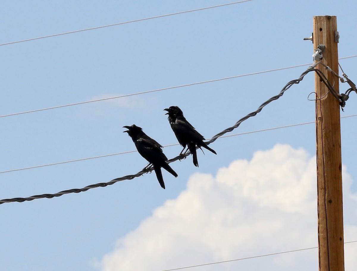 Chihuahuan Raven - ML641469583