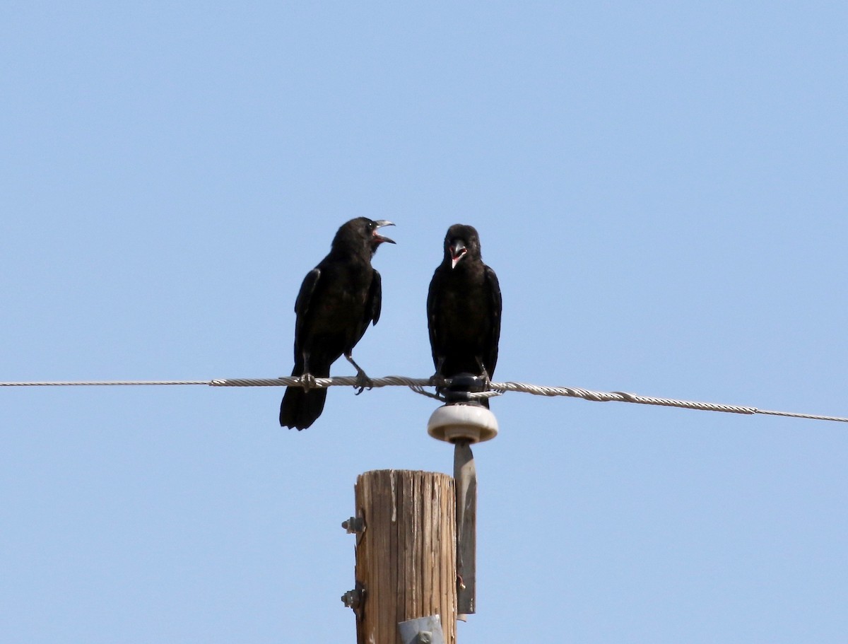 Chihuahuan Raven - ML641469584
