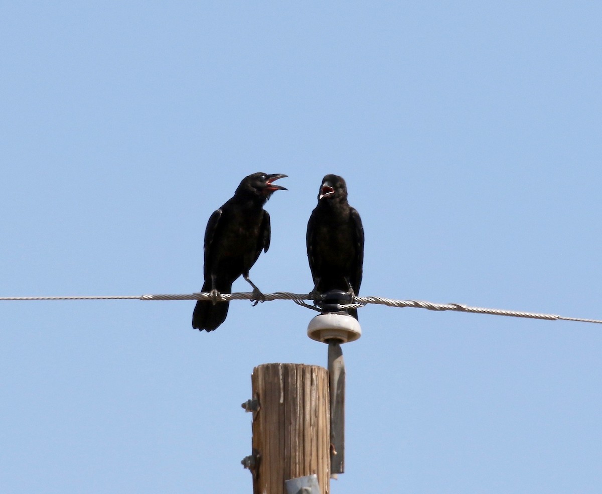 Chihuahuan Raven - ML641469585