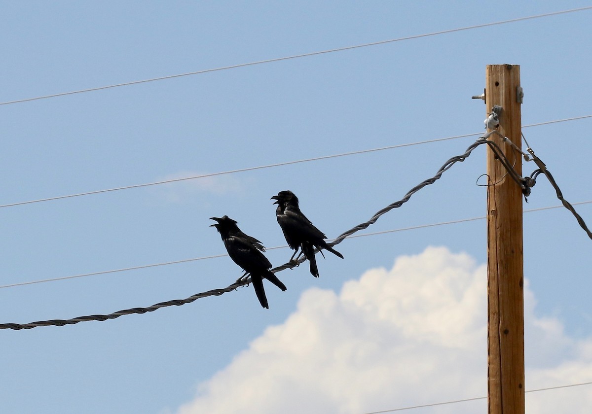 Chihuahuan Raven - ML641469586
