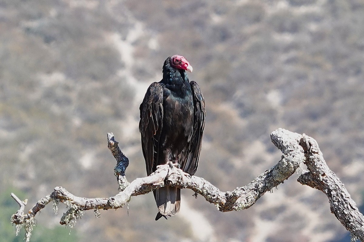Turkey Vulture - ML641469588