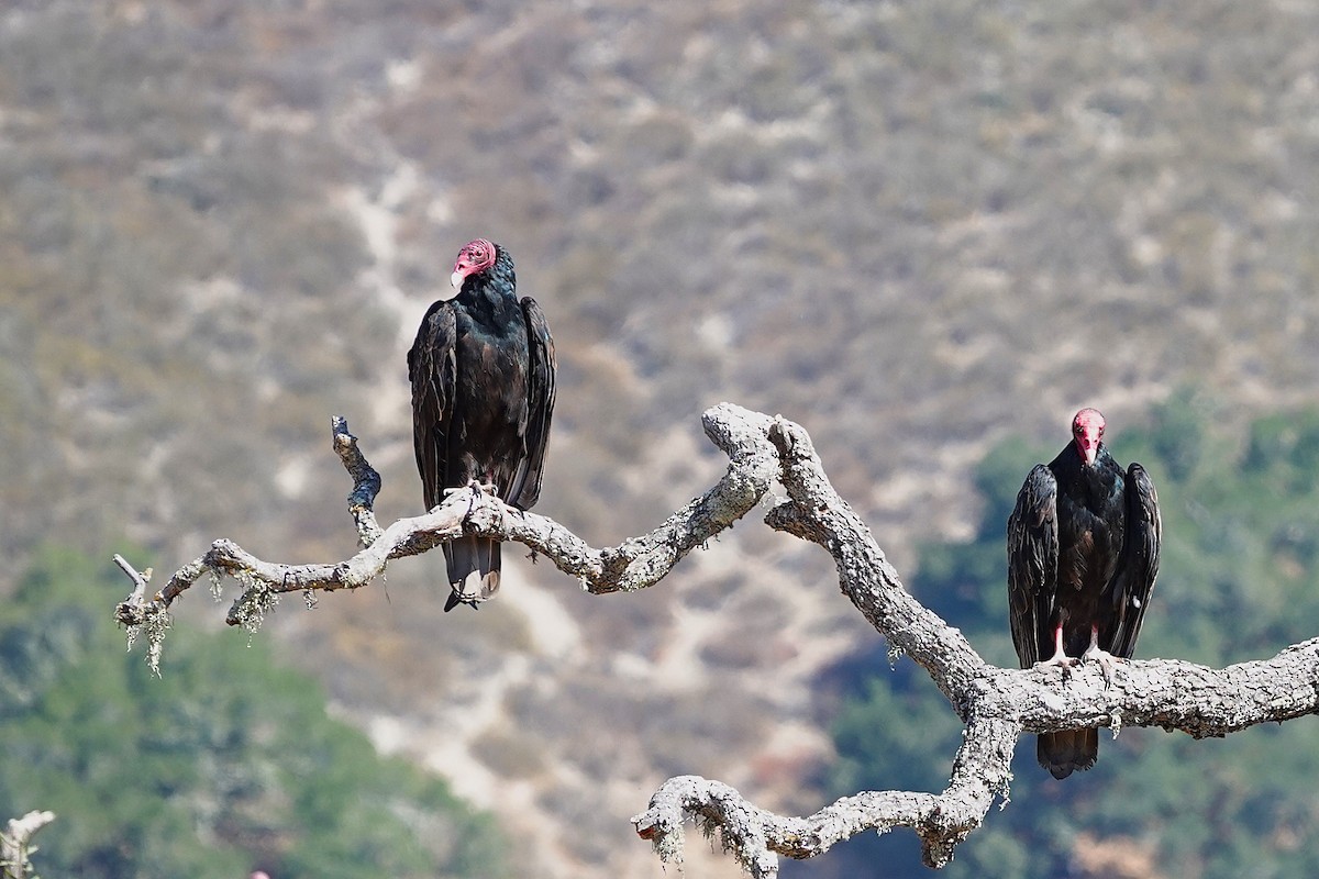 Turkey Vulture - ML641469589