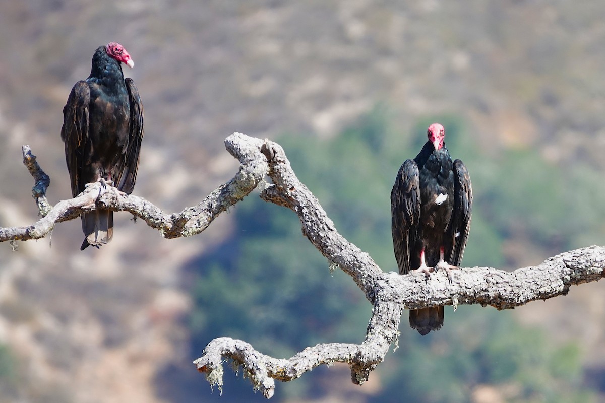 Turkey Vulture - ML641469590
