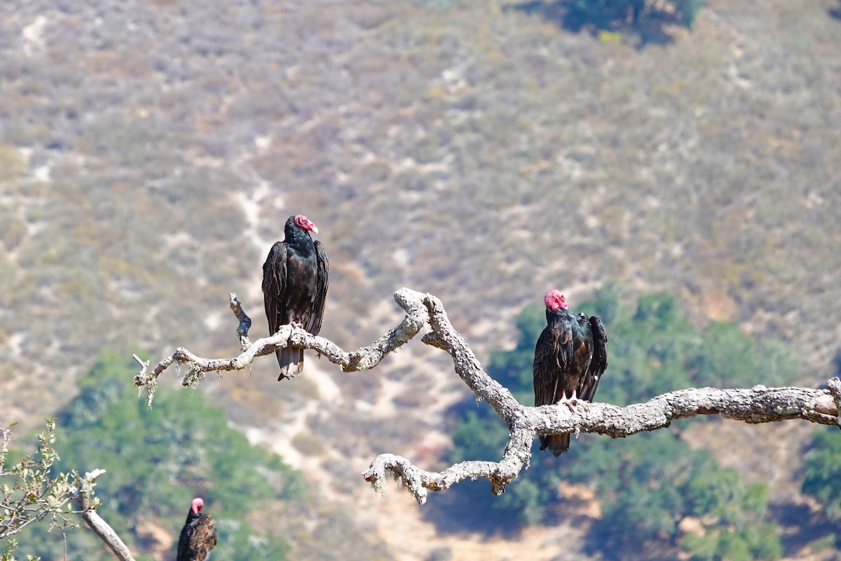 Turkey Vulture - ML641469591