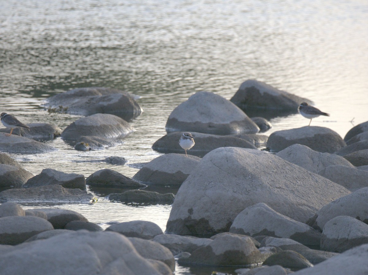 Шөвгөр хиазат - ML641469596