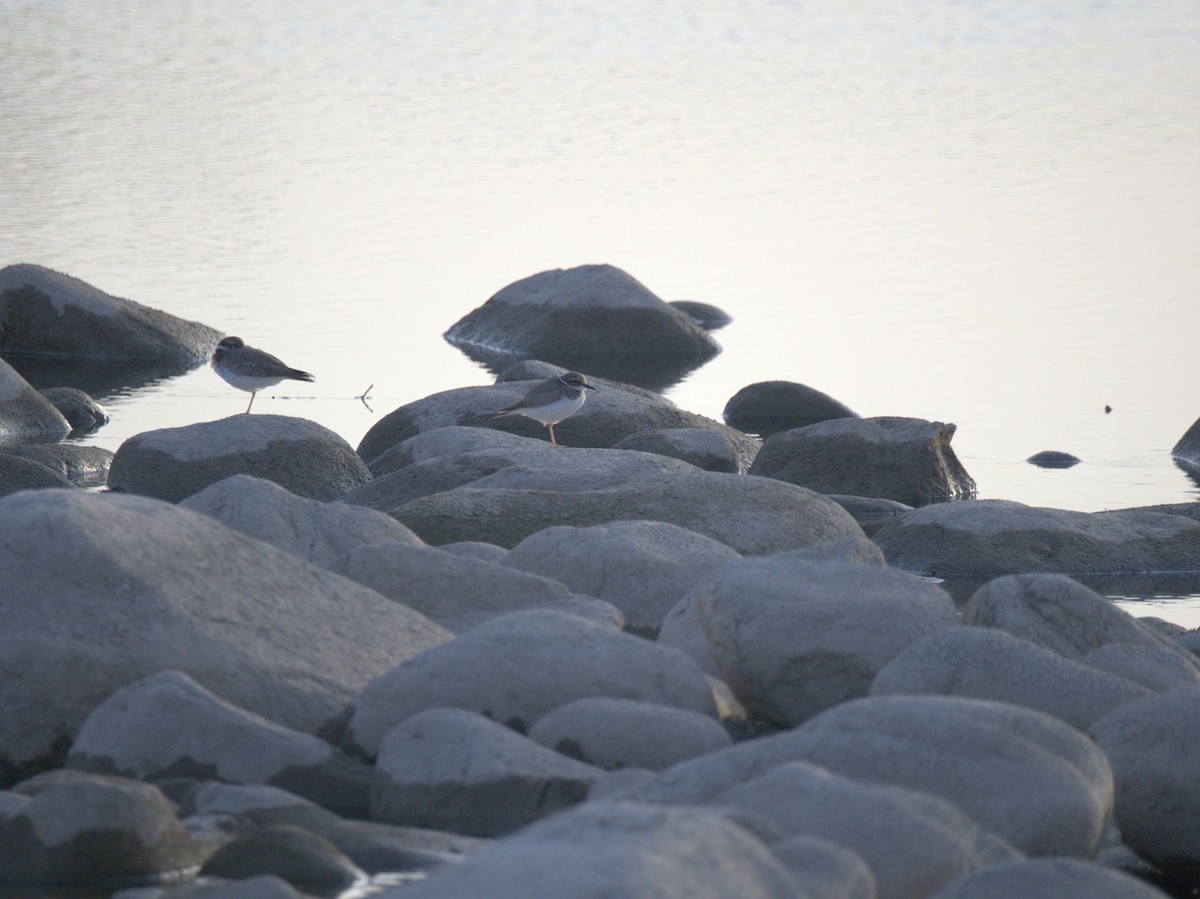 Шөвгөр хиазат - ML641469597