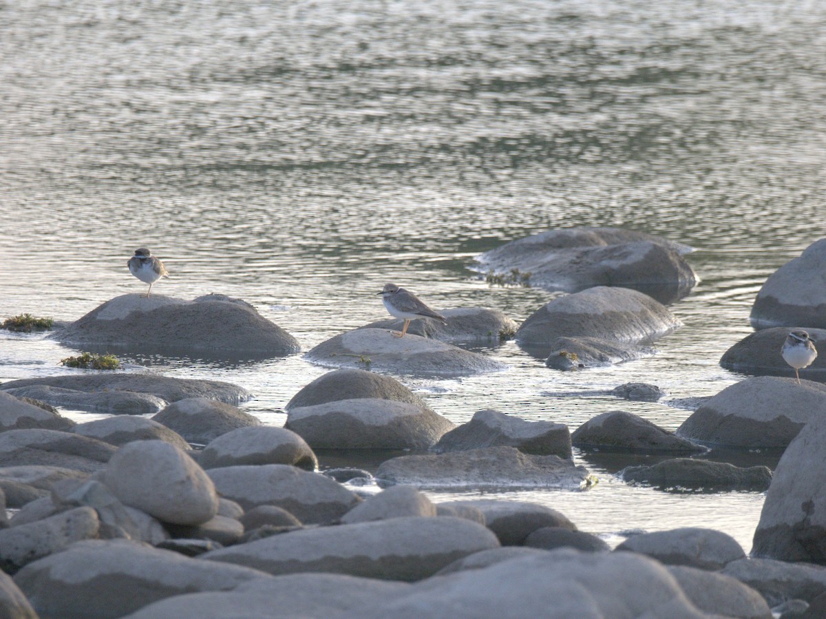 Шөвгөр хиазат - ML641469598