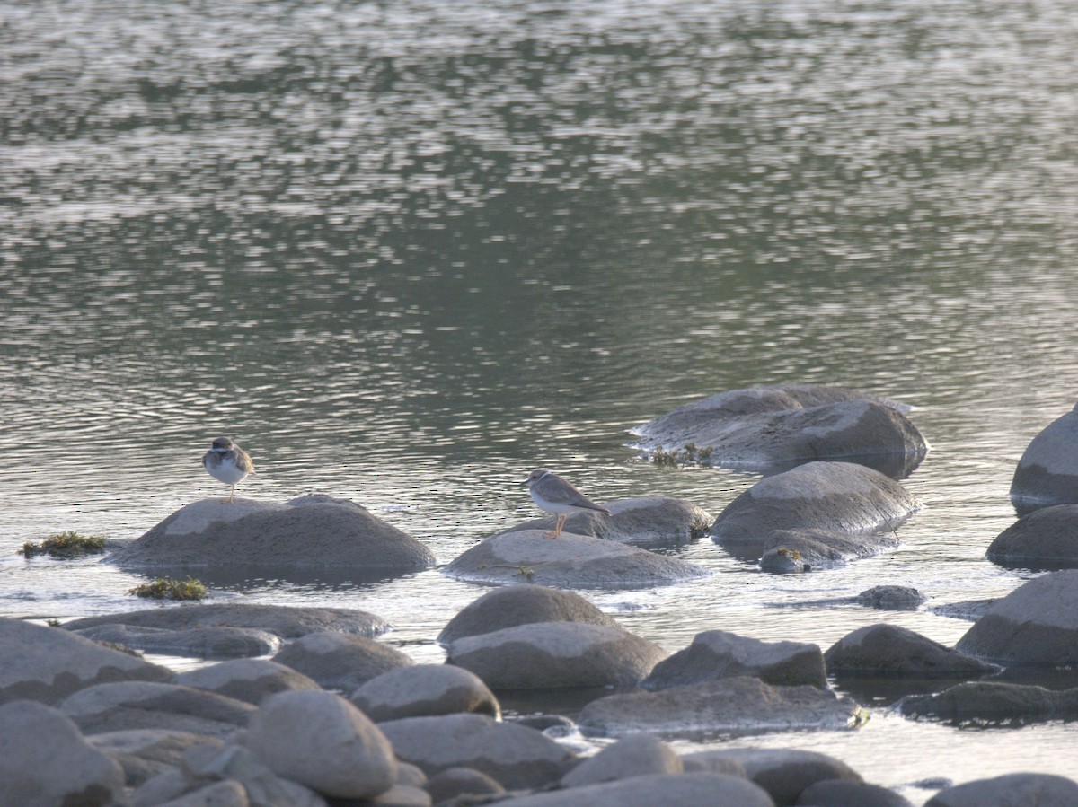 Шөвгөр хиазат - ML641469599