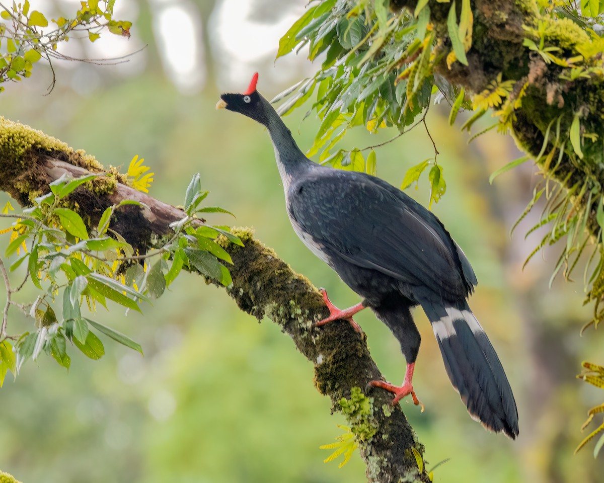 Horned Guan - ML641469611