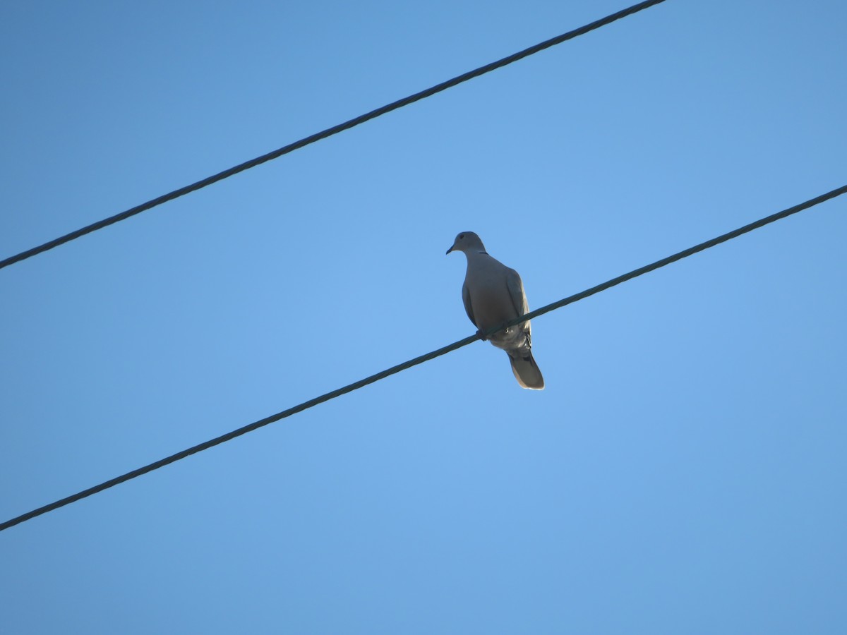 Eurasian Collared-Dove - ML641469665
