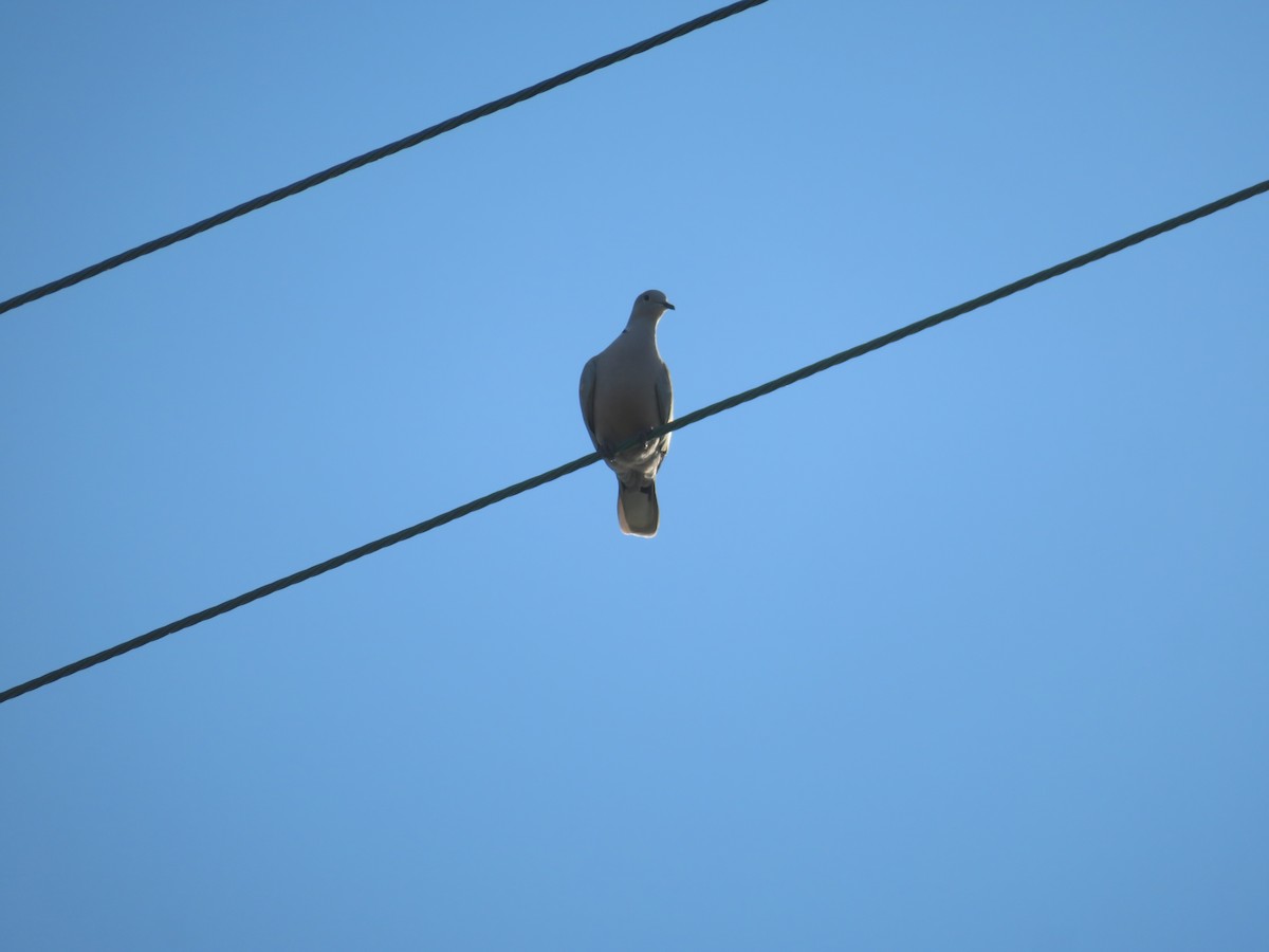 Eurasian Collared-Dove - ML641469666