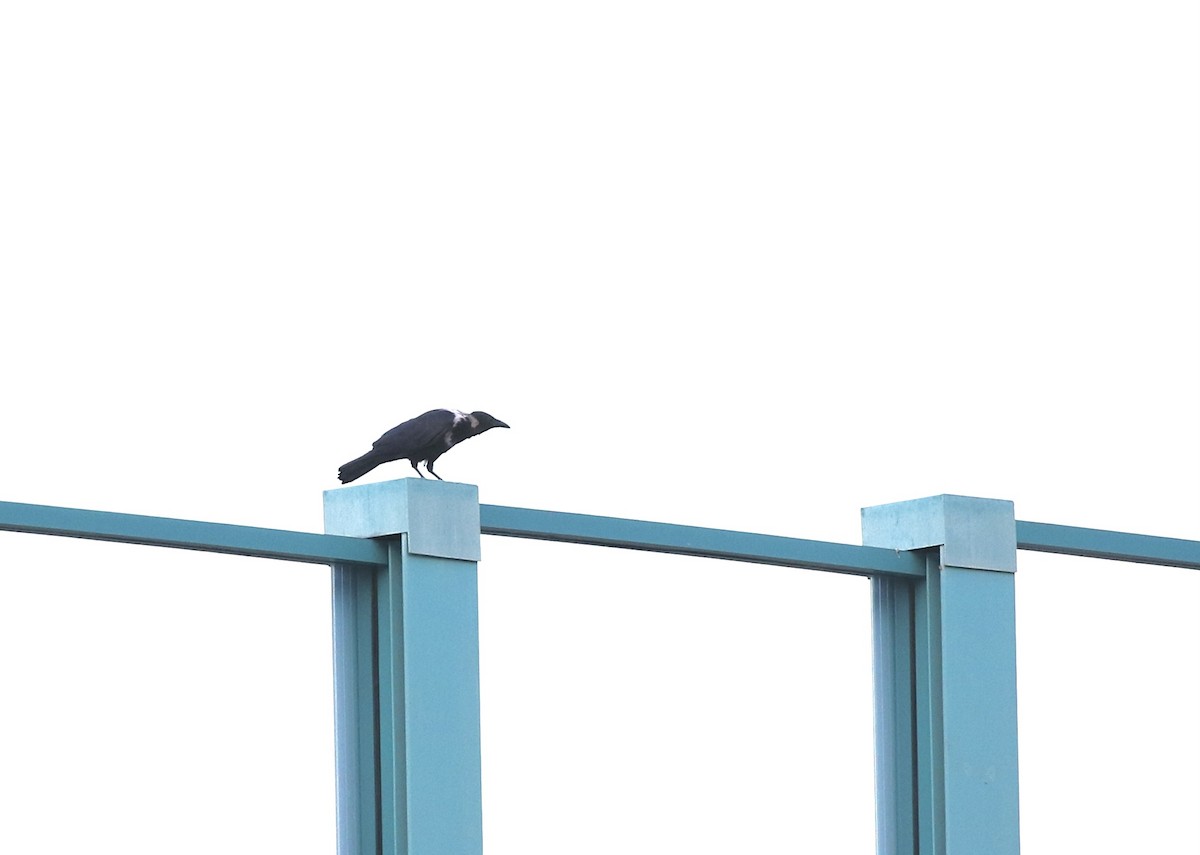 Collared Crow - ML641469682