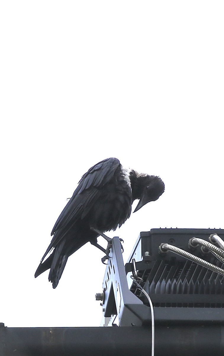 Collared Crow - ML641469683