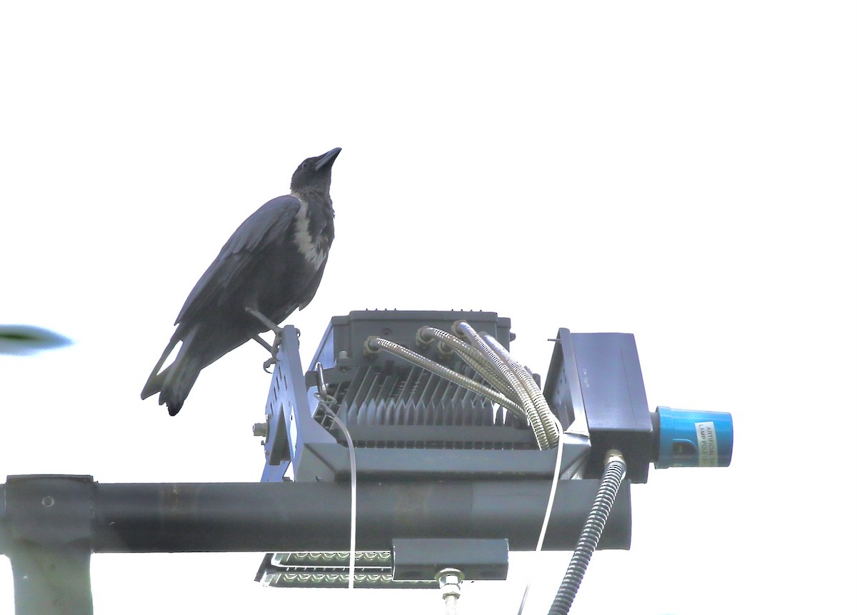 Collared Crow - ML641469684