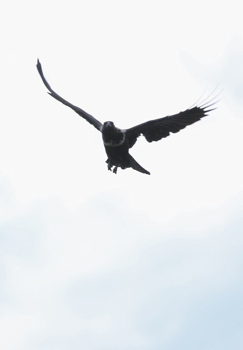 Collared Crow - ML641469685