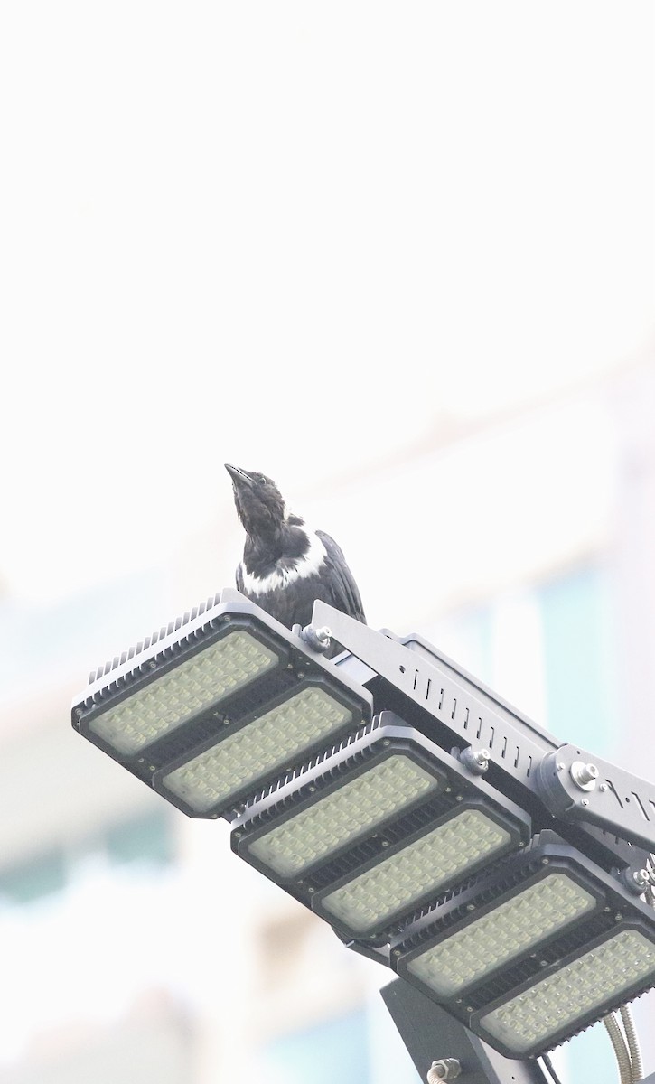 Collared Crow - ML641469686