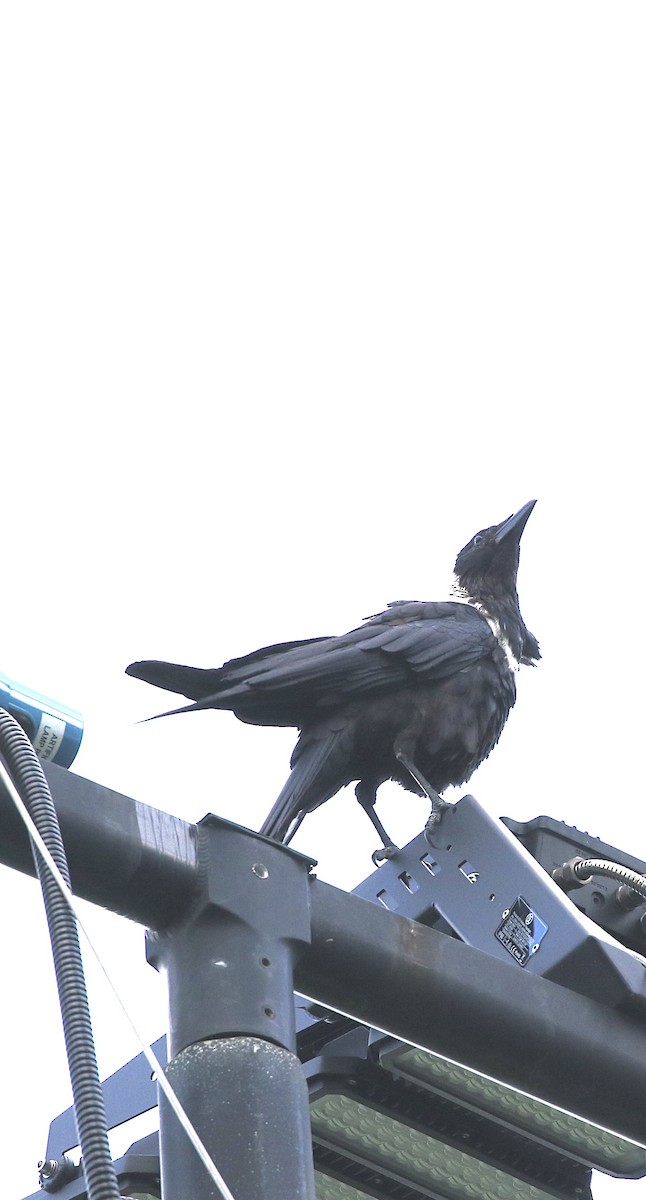 Collared Crow - ML641469687