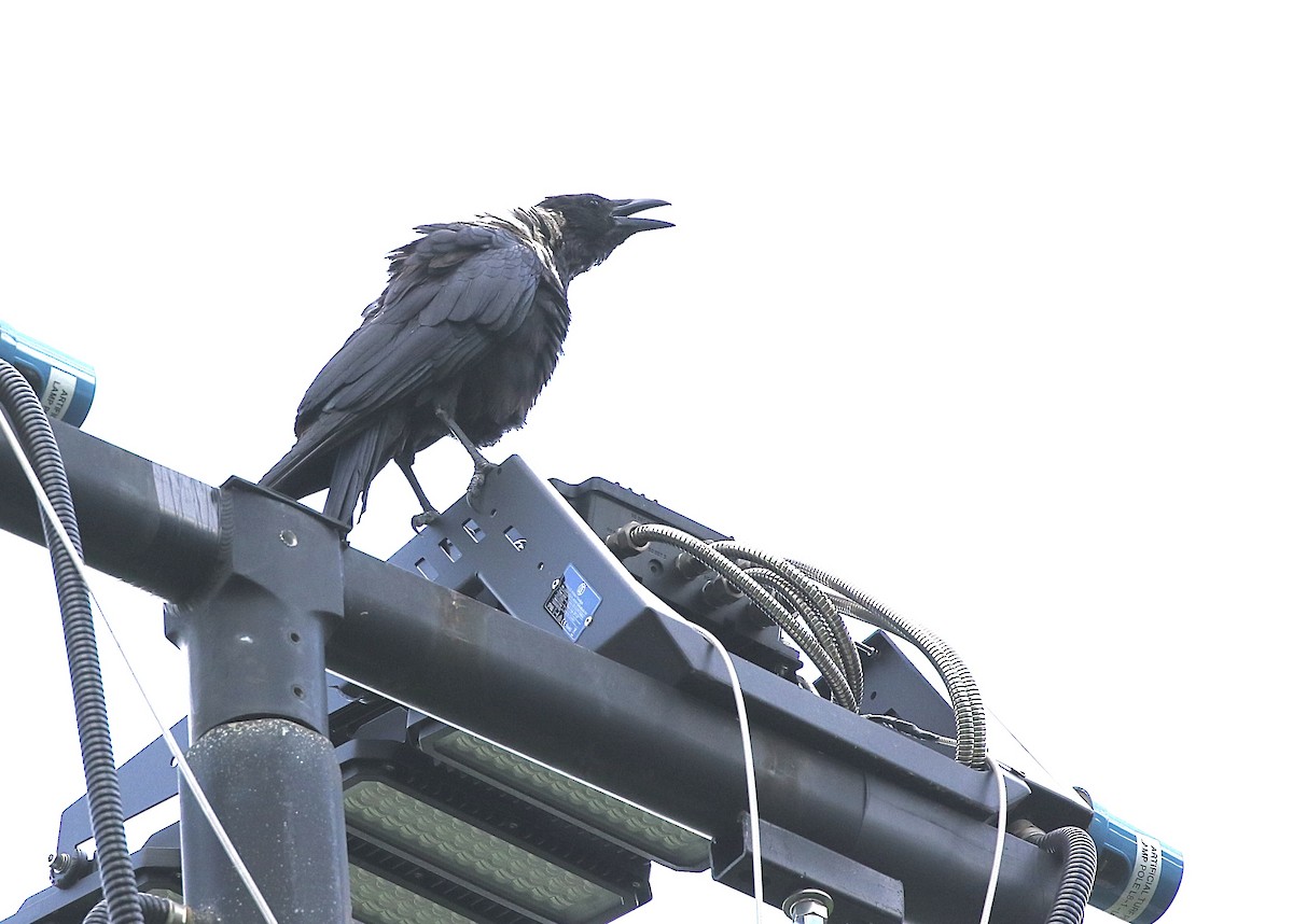 Collared Crow - ML641469689