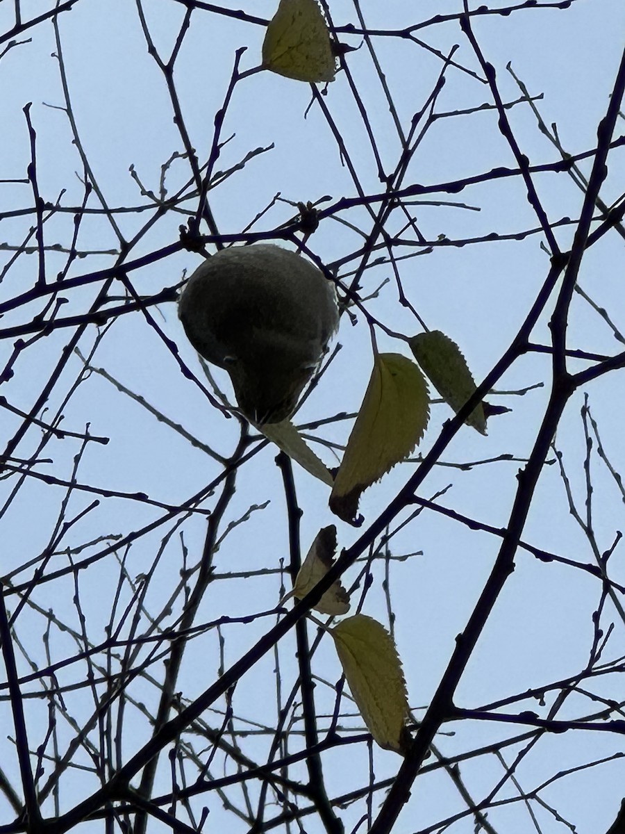 White-plumed Honeyeater - ML641469702
