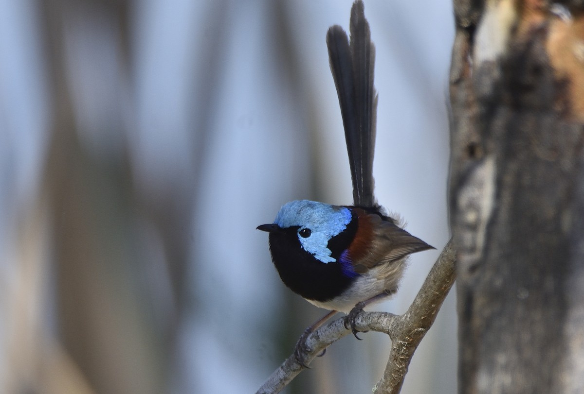 Variegated Fairywren - ML641469706