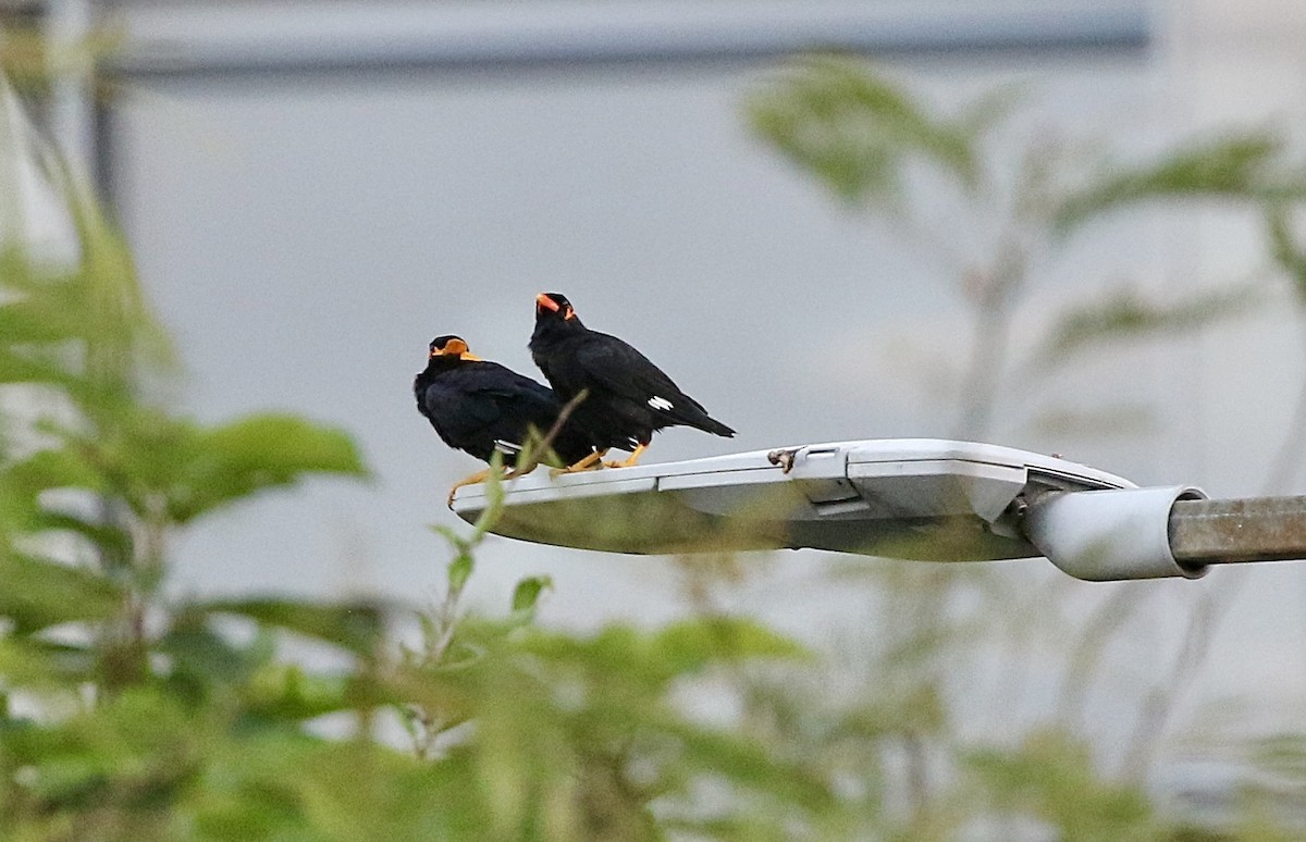 Common Hill Myna - ML641469718