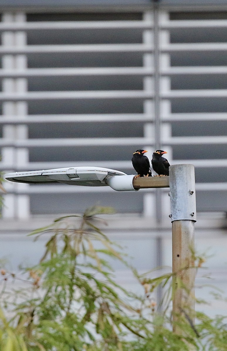 Common Hill Myna - ML641469719