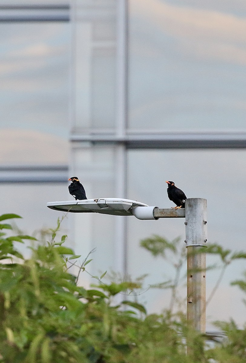Common Hill Myna - ML641469720