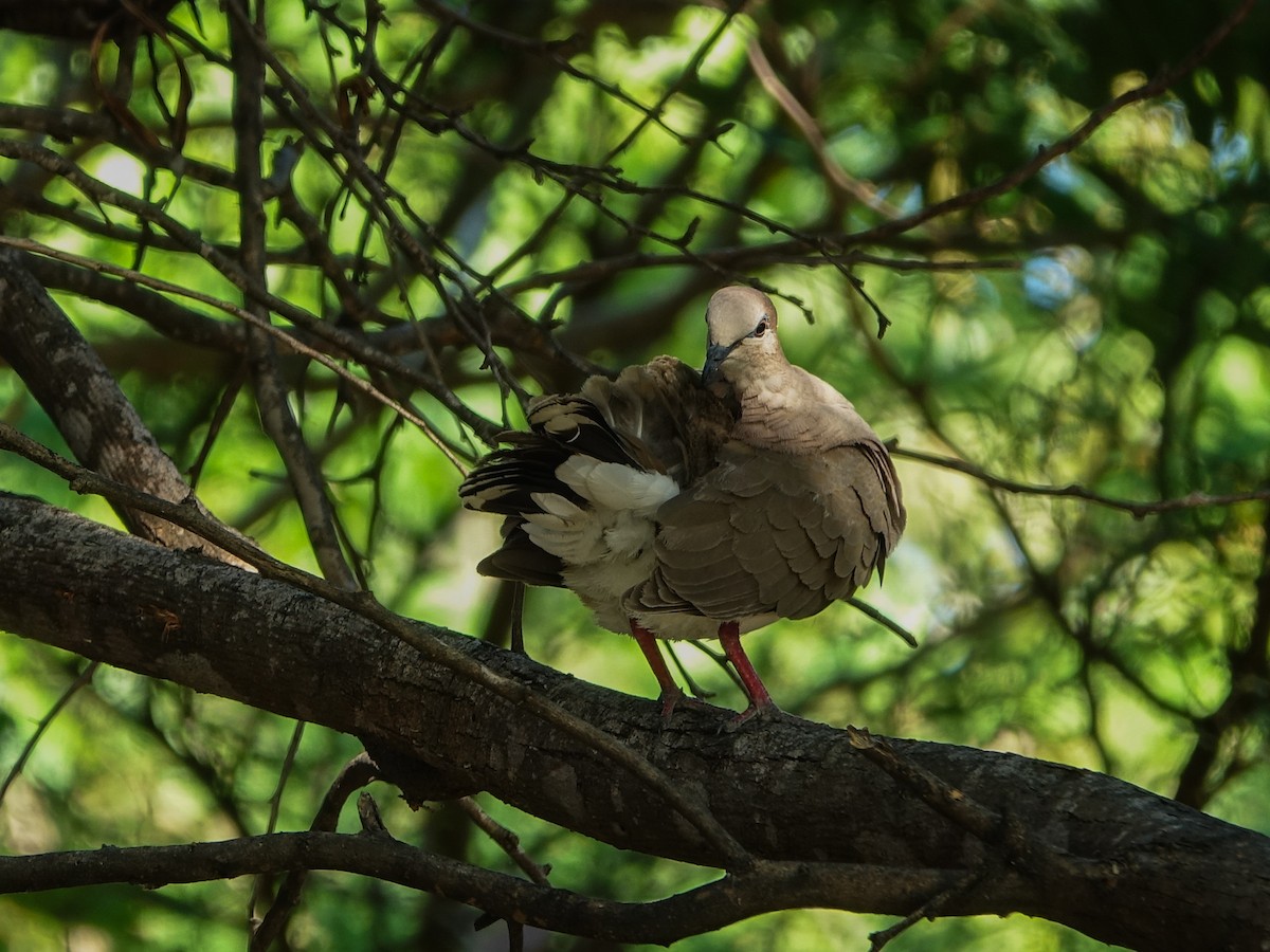 White-tipped Dove - ML641469722
