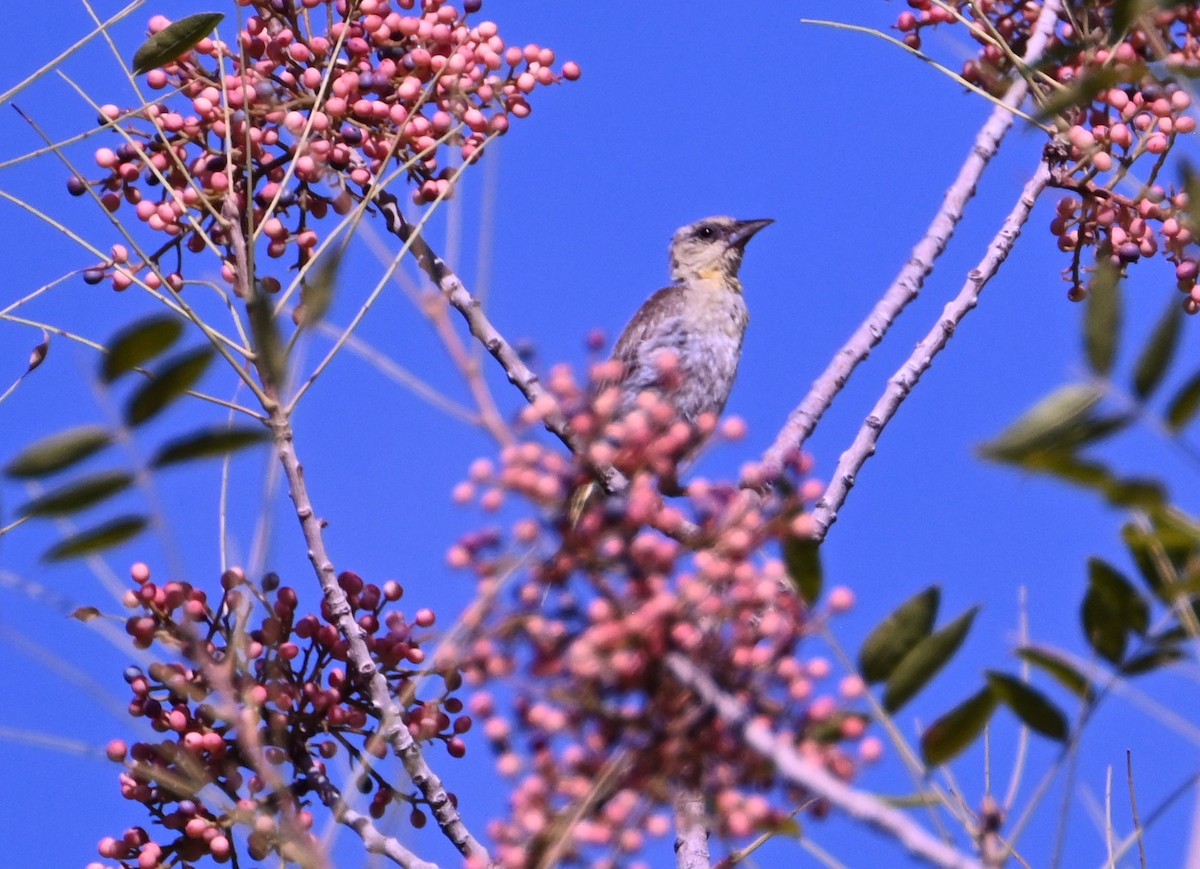 Bullock's Oriole - ML641469743