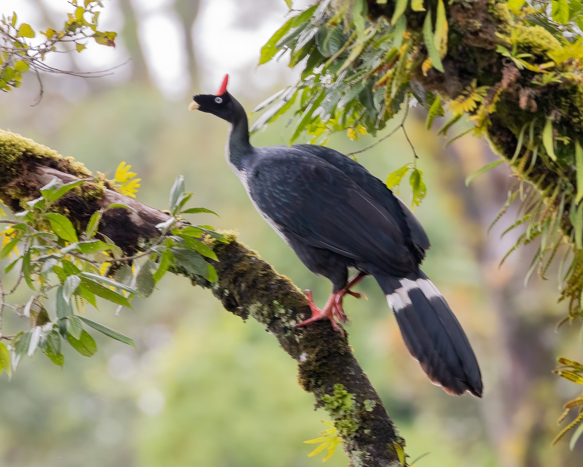 Horned Guan - ML641469746