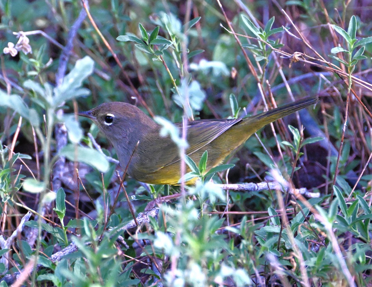 MacGillivray's Warbler - ML641469751