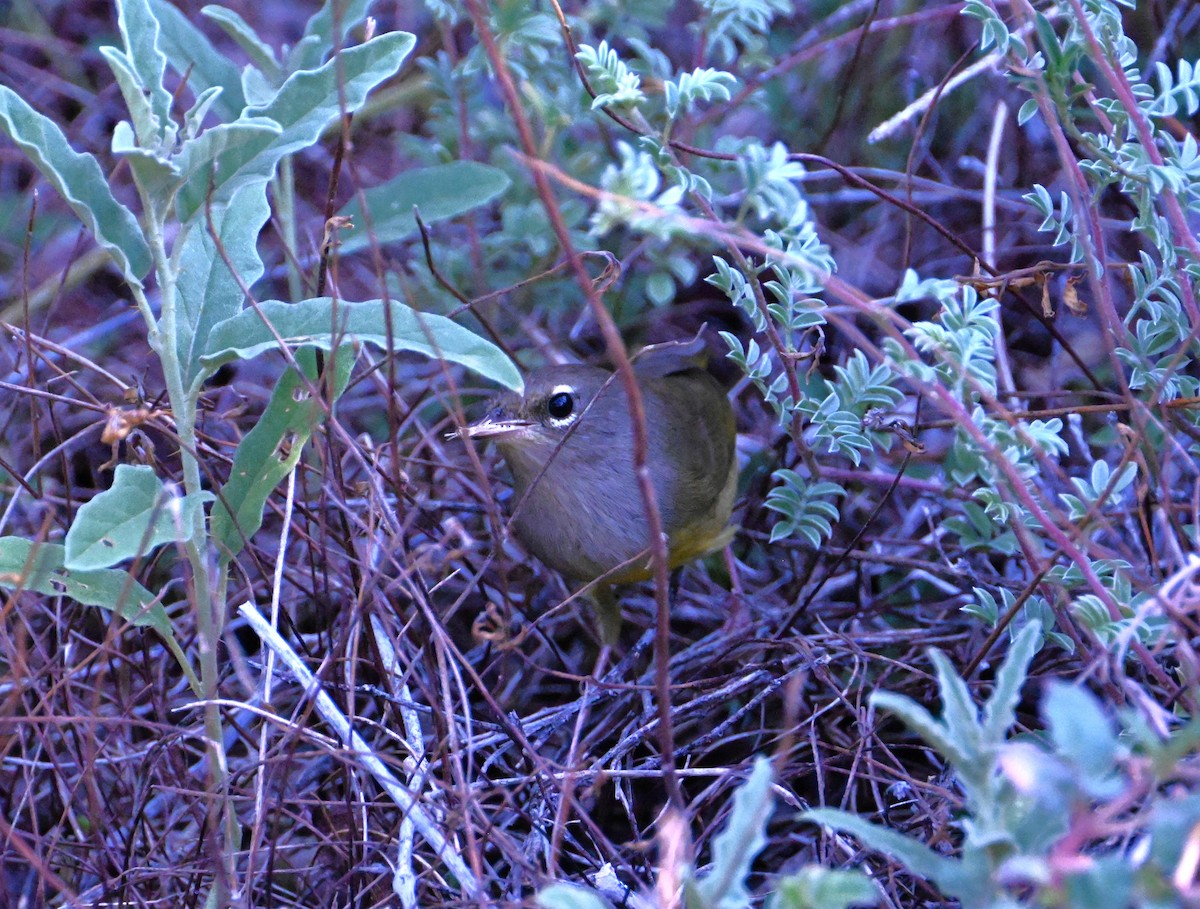 MacGillivray's Warbler - ML641469752