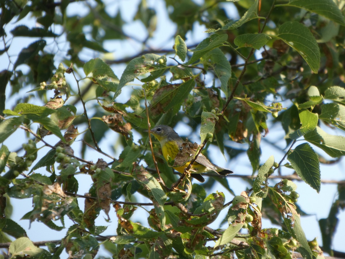 Magnolia Warbler - ML641469886