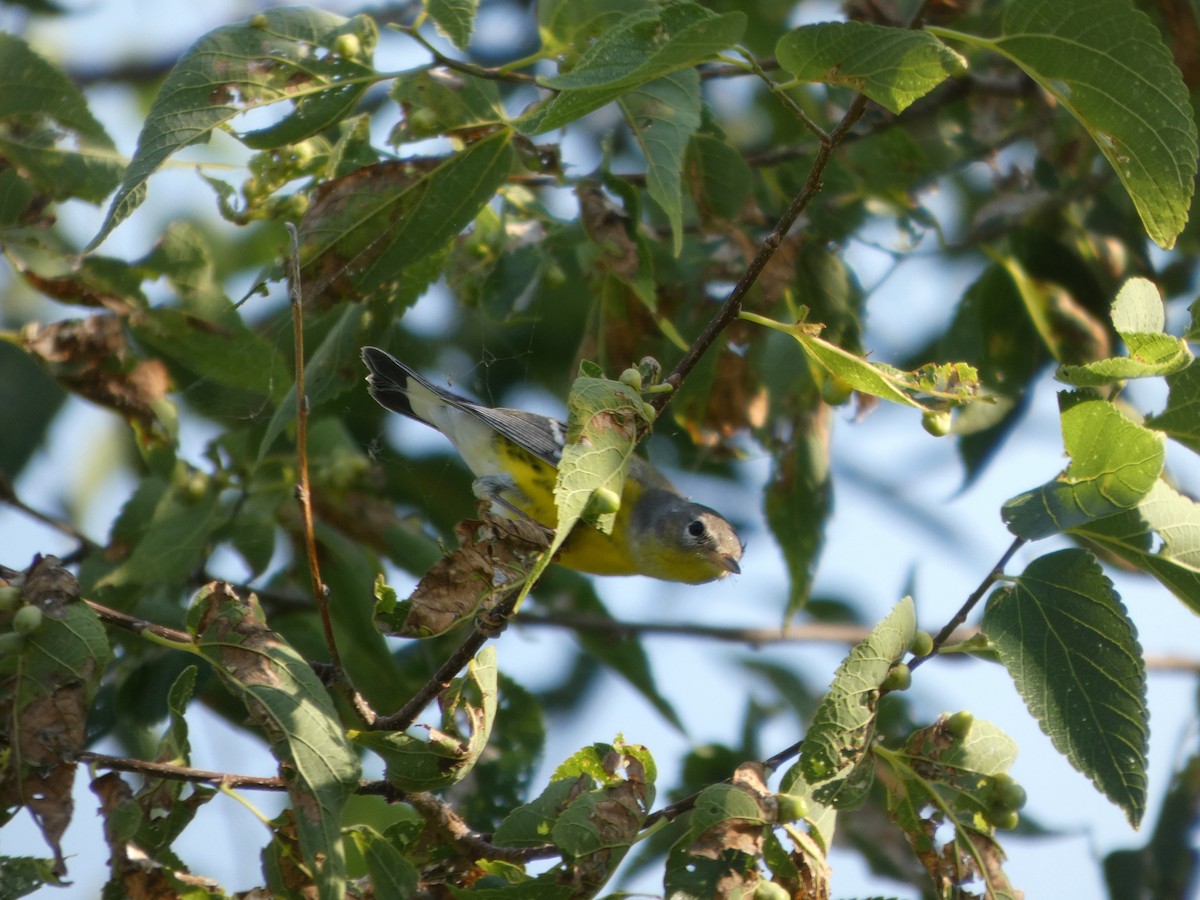 Magnolia Warbler - ML641469890