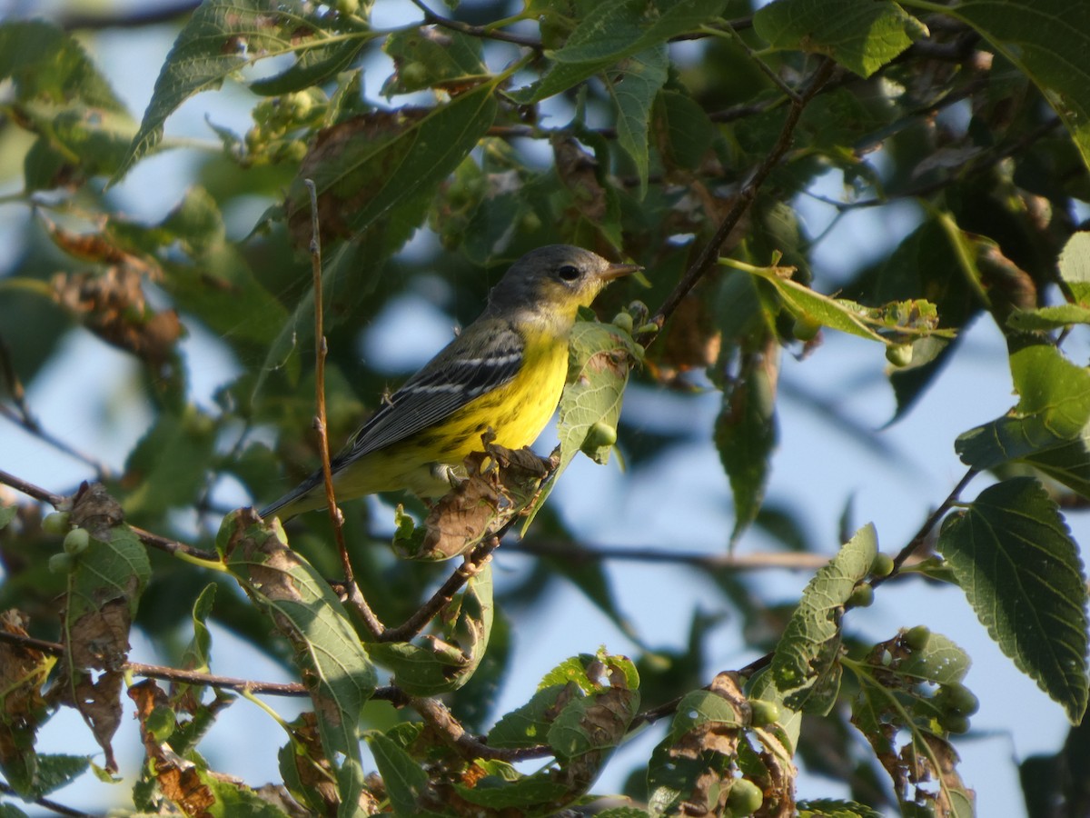 Magnolia Warbler - ML641469899