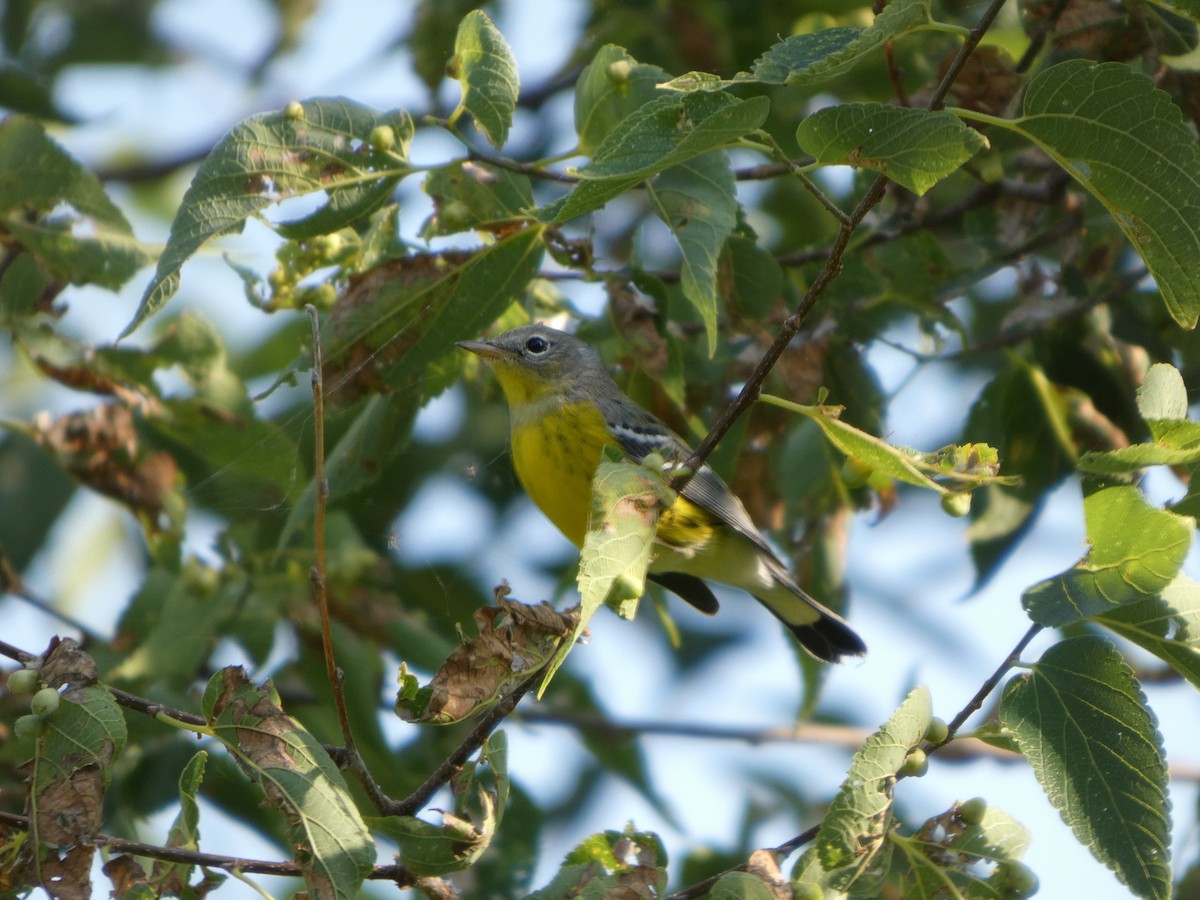 Magnolia Warbler - ML641469904